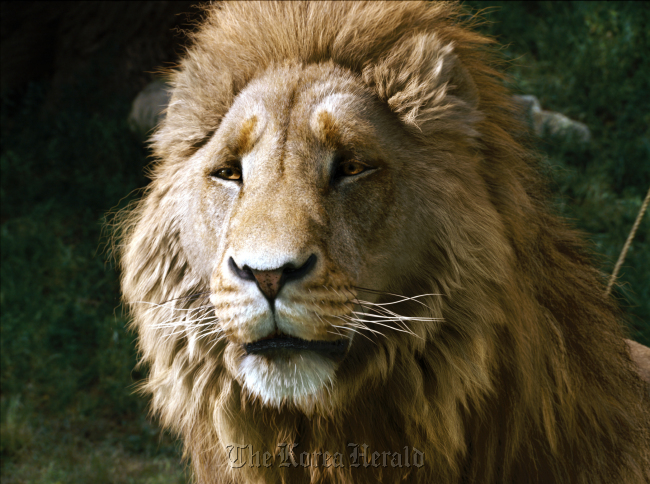 A shot of Aslan in The Chronicles of Narnia with effects produced by R&H.