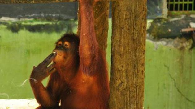 (Center for Orangutan Protection-UPI)