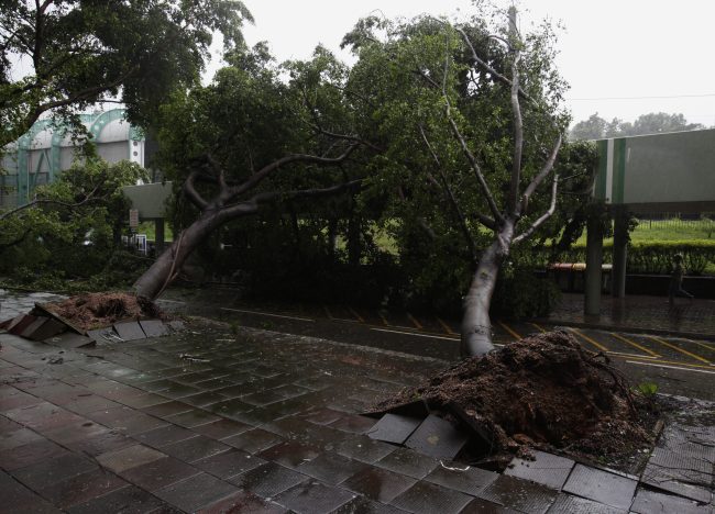 Trees are uprooted by strong winds in Enping City, south China’s Guangdong Province, Tuesday. (Xinhua-Yonhap News)