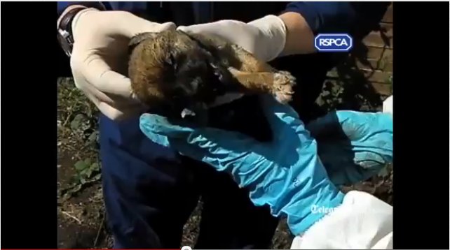 RSPCA youtube video