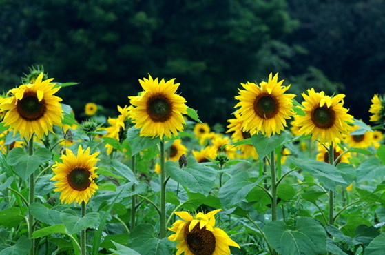 A photo of sunflowers taken at the previous Taebaek Sunflower Festival (Sunflower Festival Organizing Committee)