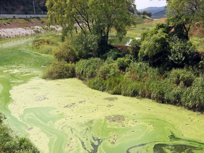 Algal blooms spread across a tributary of the Nakdong River in Daegu on Tuesday. (Yonhap News)