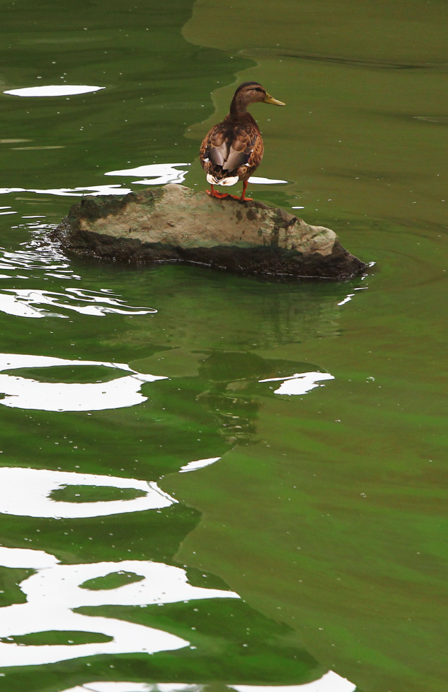 A duck rests on a rock in the Han River near Mapo in northern Seoul where the water has visibly turned green with algae. (Yonhap News)