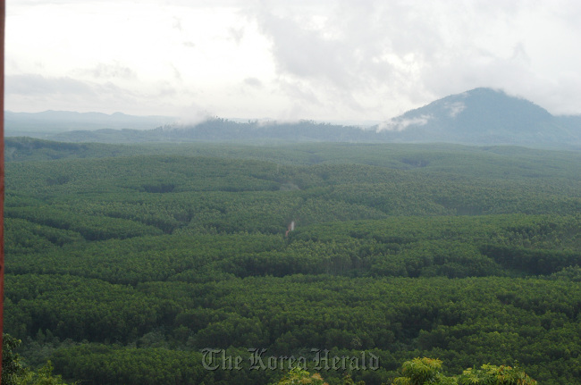 A part of forests cultivated by Korindo, a Korean logging company, in Indonesia. (KFS)