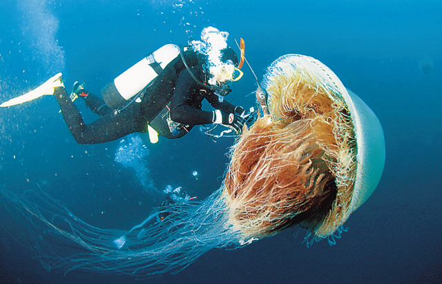 A diver tries to measure an Echizen jellyfish that drifted into Japan’s east coast.(MCT)