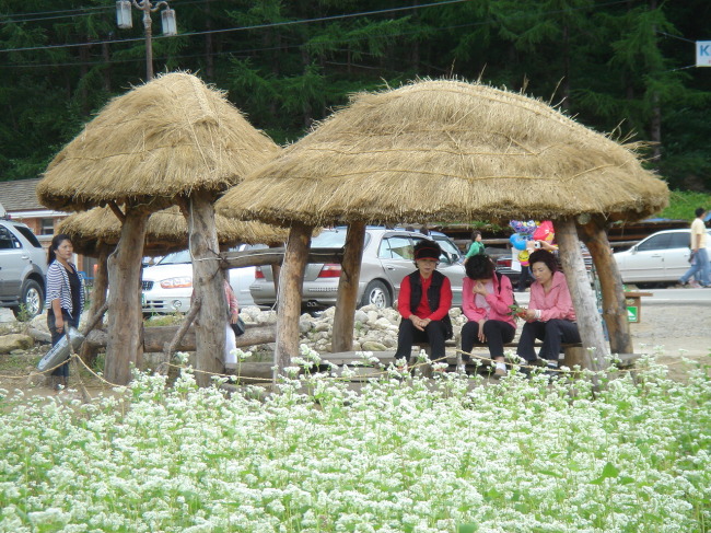 Participants in a previous Hyoseok Cultural Festival rest at a hut in a buckwheat field in Bongpyeong, Gangwon Province. (Hyoseok Cultural Festival Organizing Committee)