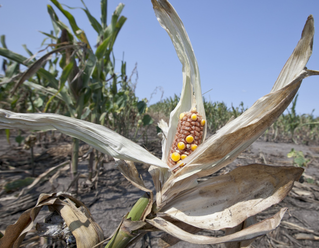 Drought-damaged corn is seen in a field near Nickerson, Nebraska. (AP-Yonhap News)