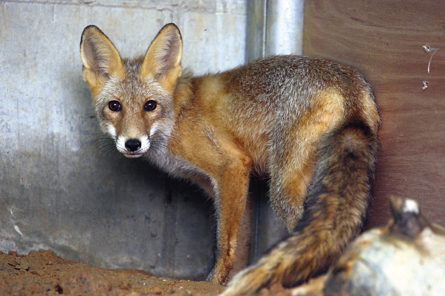 One of the two red foxes to be released into the wild. (Environmental Ministry)