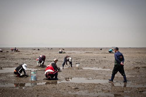 More and more residents of Incheon Bay are resorting to collecting shells for their livelihood with the loss of fishing stock. (Yonhap News)