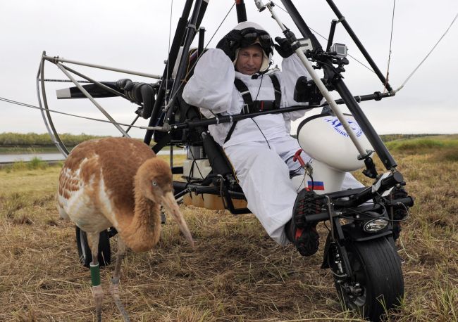 Russian President Vladimir Putin prepares to pilot a motorized hang glider while looking at a crane as he takes part in a scientific experiment as part of the “Flight of Hope,” which aims to preserve a rare species of cranes, Wednesday. (AFP-Yonhap News)