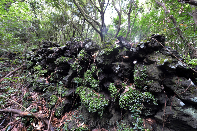 Jeju Gotjawal Provincial Park (JDC)