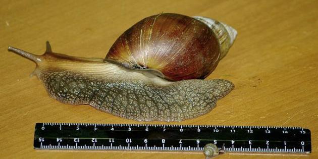 Adult giant African land snail, measuring about 12 centimeters or almost 5 inches. (UPI)