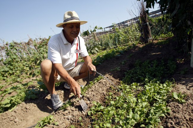 Zhang Hongwei, newly retired, has found new purpose in cultivating his plot in a southern suburb of Beijing. (China Daily)