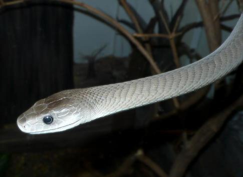 African toxic snake Black Mamba (UPI)