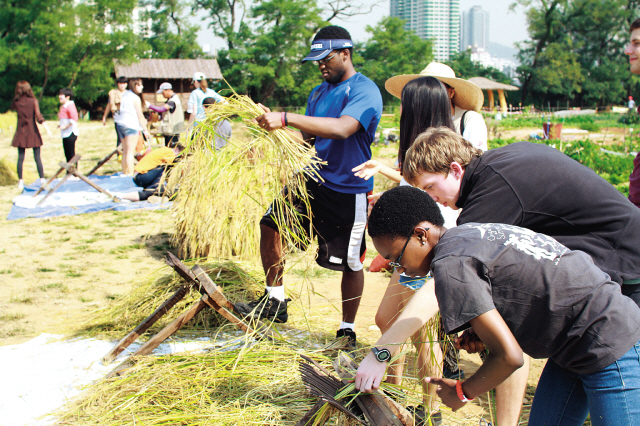 A group of foreign students on a field trip on Oct. 6 to the Nodeul farm learn how to thresh rice in a traditional way. (Kim Young-won/The Korea Herald)