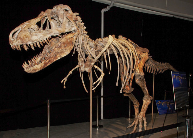 The skeleton of a Tyrannosaurus Bataar dinosaur. (AP)