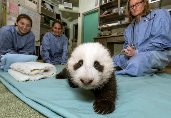 Eleven-week-old giant panda cub taking his first steps during a veterinay examination Thursday Oct. 18, 2012 in San Diego. The unnamed male cub is the sixth giant panda born at the San Diego Zoo. (Yonhap News / San Diego Zoo)