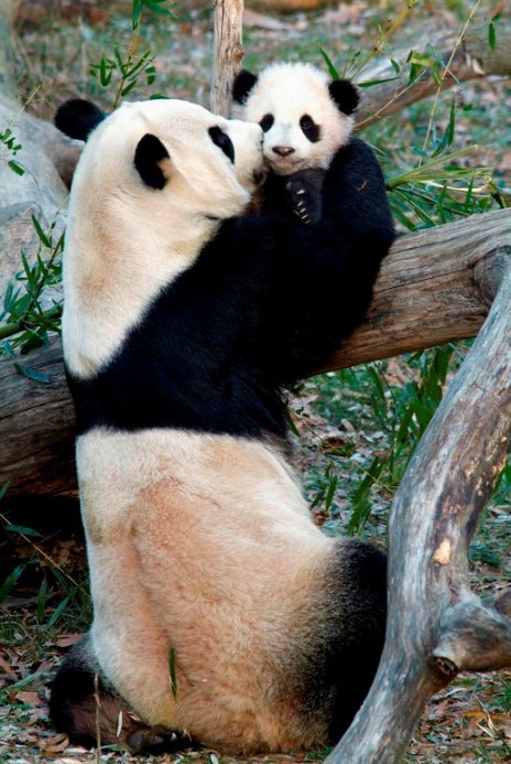 Tai Shan, the giant panda cub at the Smithsonian`s National Zoo, ventures outside for the first time under the close supervision of its mother, Mei Xiang (Yonhap News)