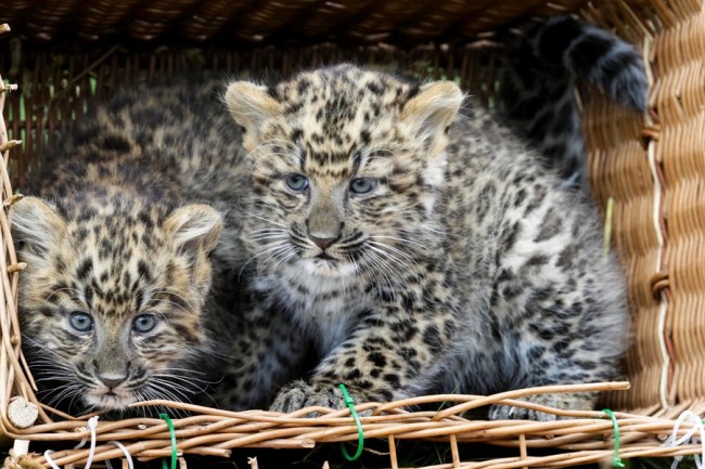 Two North Chinese Leopard cubs (Panthera pardus japonensis) look out of a basket as they are presented for first time to the public at the Tierpark Zoo in Berlin, Friday, Oct. 5, 2012. (Yonhap News / AP)