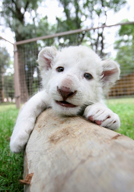 A one-month-old white lion cub plays at an enclosure at Leon`s Zoo in Leon October 15, 2012. The white lion cub, born on September 14, was shown to the media Monday at the facilities of the zoo, according to local media. (Yonhap News / Reuters)