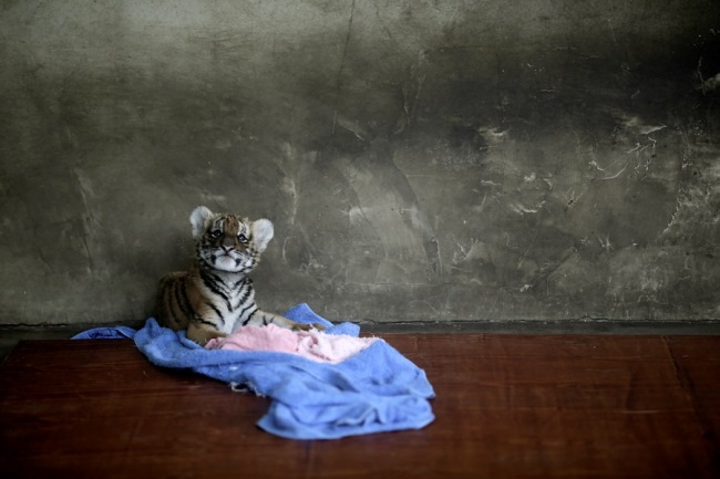 A tiger cub rests at a nursery room at the Shanghai Zoo in Shanghai, China, Thursday Oct. 4, 2012. (Yonhap News / AP)