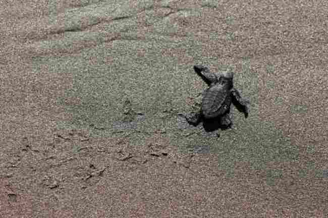 A Golfina turtle hatchling crawls into ocean after being released on San Diego Beach in La Libertad October 3, 2012. (Yonhap News / Biologists of the Salvadoran Zoological Foundation)