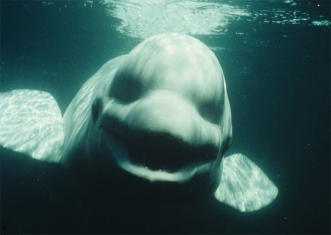 This male beluga whale named Noc that was reported to mimic the voices of humans. (U.S. Navy)