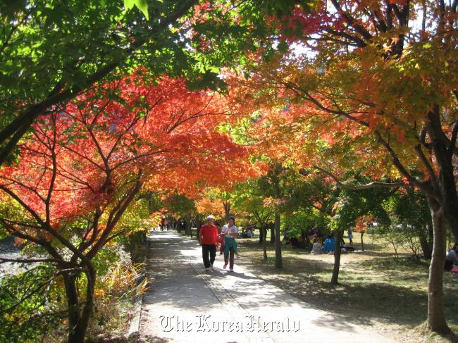 Visitors walk along a tree-lined promenade in Naejangsan National Park last Sunday. (Naejangsan National Park Service)