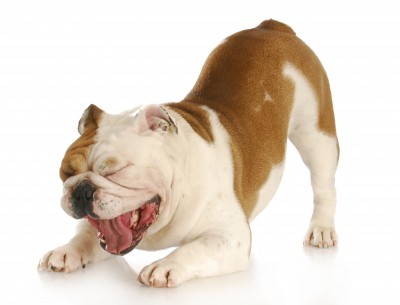 An English bulldog with mouth open makes funny face with reflection on white background. (123rf)