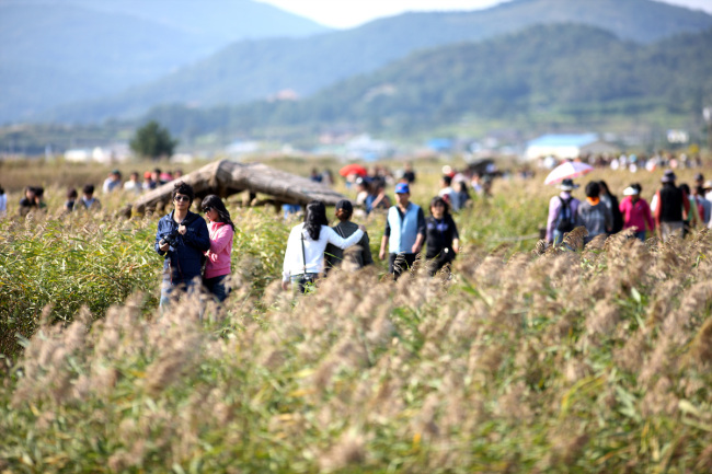 Visitors walk in the reed field in Suncheon Bay at a previous Suncheon Bay Reeds Festival. (Suncheon Bay Reeds Festivalthe)