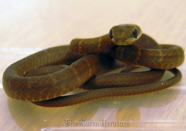 Undated photo issued Friday by the Scottish SPCA after Scottish airport staff got a slithery surprise when they stumbled on the Mexican serpent stowaway under a seat on Tuesday. (AP-Yonhap News/Scottish SPCA)