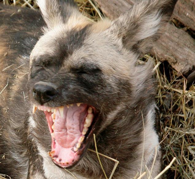 An African Painted Dog yawns at the Pittsburgh Zoo and Aquarium in Pittsburgh as he lays in a pile of hay. (AP)