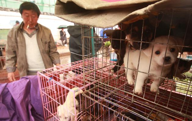 Puppies in cages (sold for food) are on sale for restaurants and customers at a market in Lijiang, northern Yunnan Province, on September 29, 2012. (UPI)