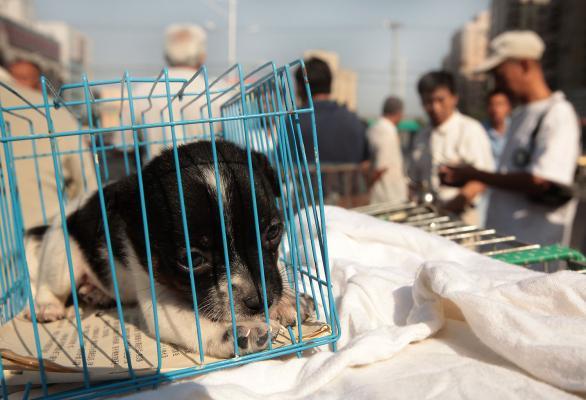 A puppy sleeps in a small wire cage at a sidewalk pet market in downtown Beijing. (UPI)