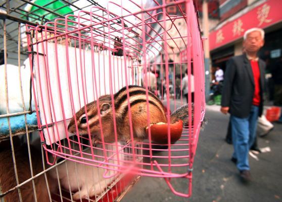 Chinese walk past an impromptu and illegal pet market in downtown Beijing. (UPI)