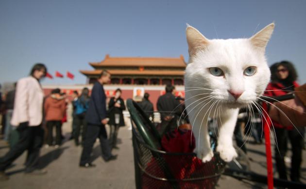 A woman and her cat stop in front of Tiananmen Square`s North Rostrum. (UPI)
