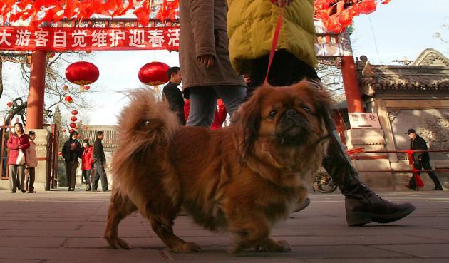 Two women walk their dog past the Baiyunguan Taoist Temple, decorated for the New Year`s spring festival, in central Beijing. (UPI)