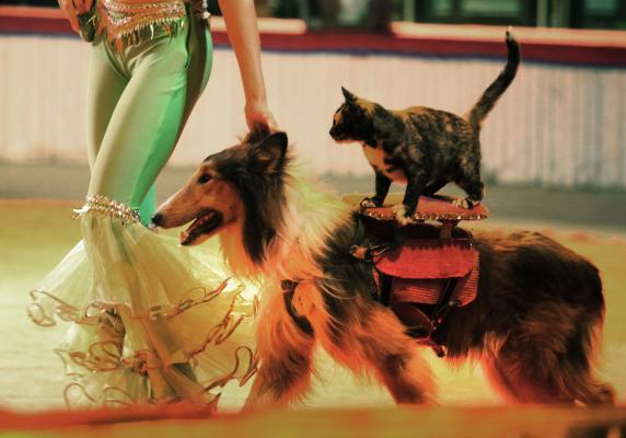 Dogs and cats perform in a Russian circus in Beijing on August 26, 2009. (UPI)