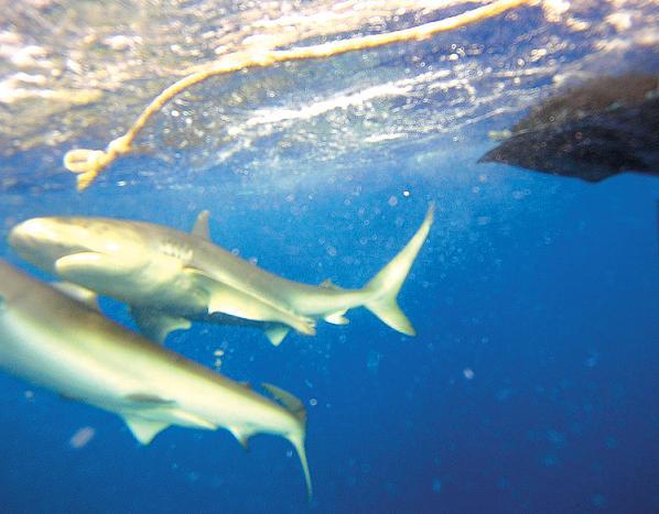 Sharks are seen from a shark cage tethered to a boat three miles off Oahu, on an outing with Hawaii Shark Encounters.(Seattle Times/MCT)