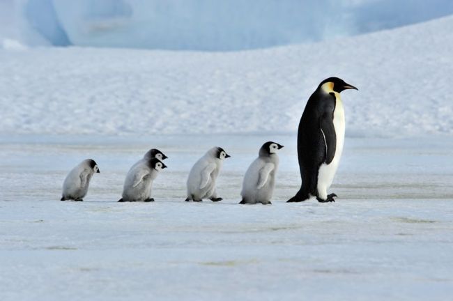 Emperor Penguin with its chicks. (123rf)