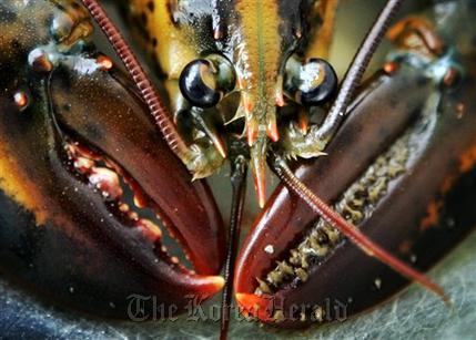 In this July 2007 file photo a young lobster is seen on Friendship Long Island, Maine. Scientists have now figured out where the growth rings are to determine the age of a lobster. Researchers found that growth rings found in the eyestalk. (AP Photo/Robert F. Bukaty)