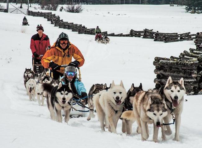 Dog teams on the move at Siwash Lake Ranch, British Columbia, Canada. (MCT)