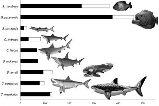 Bite forces of carnivorous fishes (UPI)