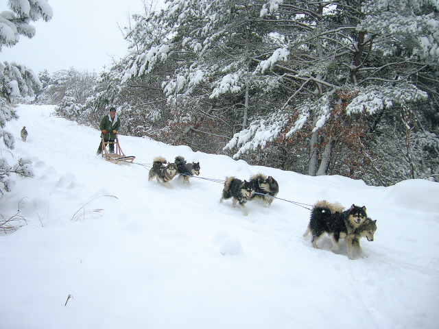 The owner of the 700 Village guesthouse sleds along a snowpacked trail. (GnC21)