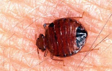 Bedbug (AP)