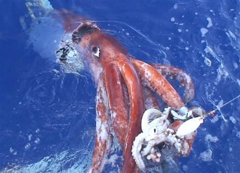 A giant squid attacking a bait is pulled up by a Japanese research team south of Tokyo, on Dec. 4, 2006. This was the first and only (so far) filming of the giant squid alive. (AP)