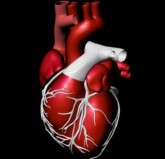 Model of an artificial human heart (123rf)