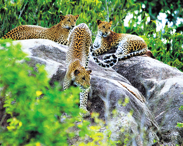 Leopards at Yala National Park, Sri Lanka. (Courtesy of Sri Lanka Travel/MCT)