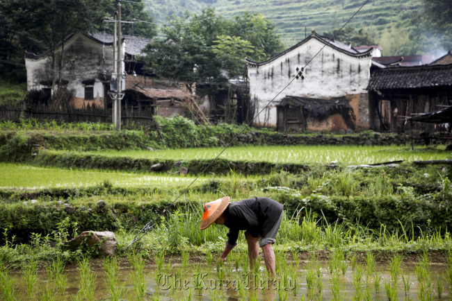 A farmer works in his rice paddy in the village of Bentang, Dao county, Hunan province, China. (Bloomberg)