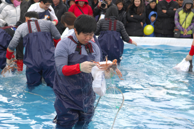 A man catches a crab at a previous Uljin Snow Crab and Red Snow Crab Festival.(Uljin County Office)